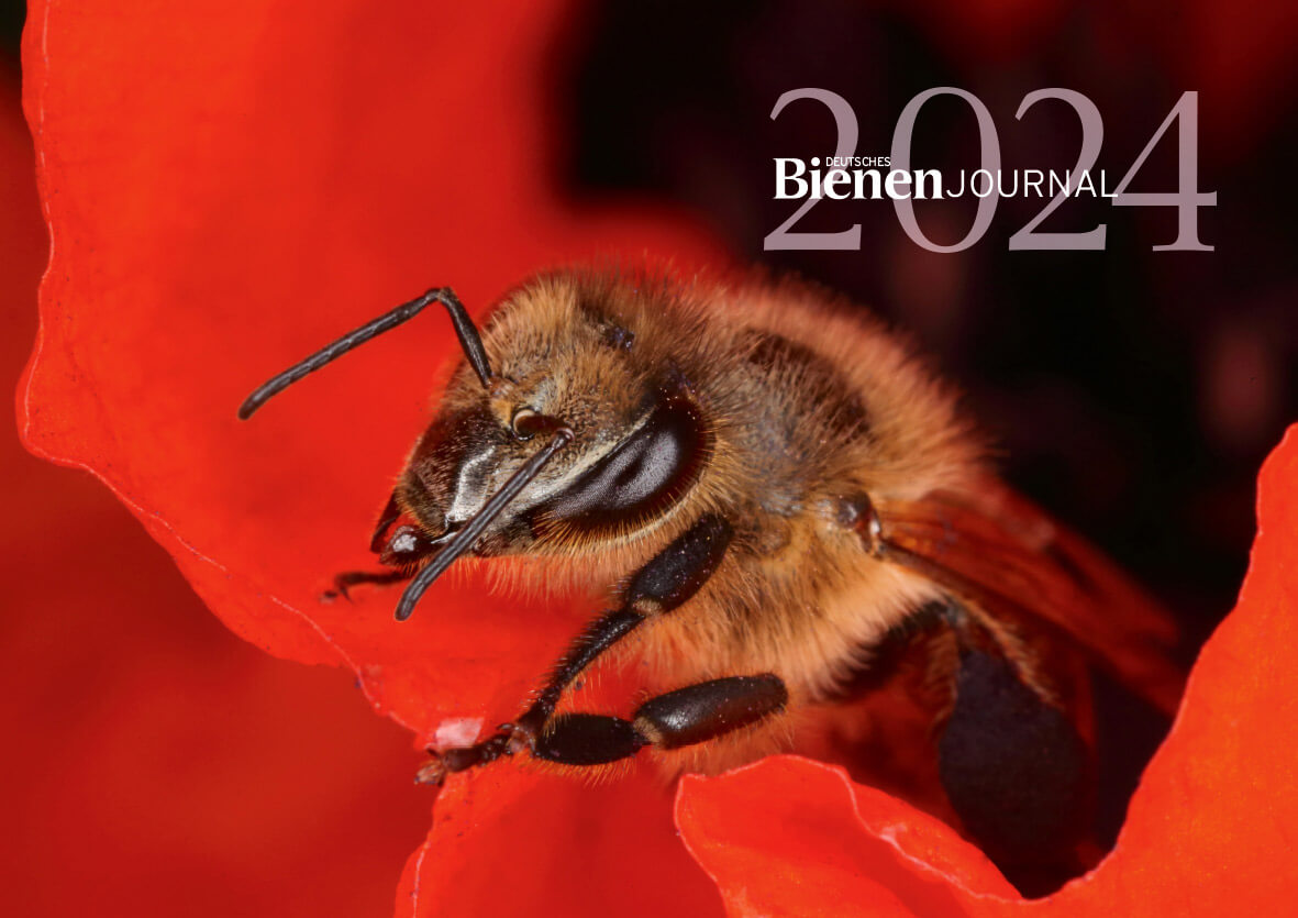 Bienen Bildkalender 2024