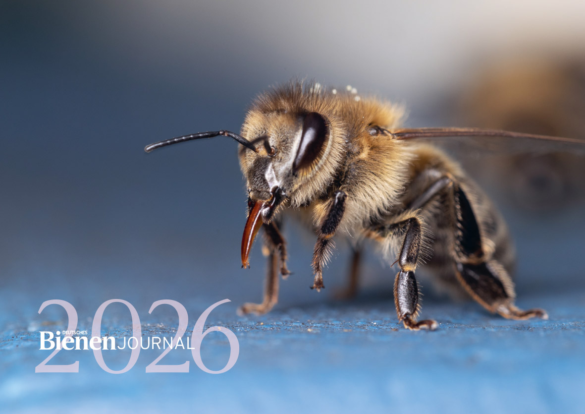 Bienen Bildkalender 2026